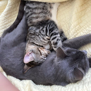 Meet your Posher, Allyson